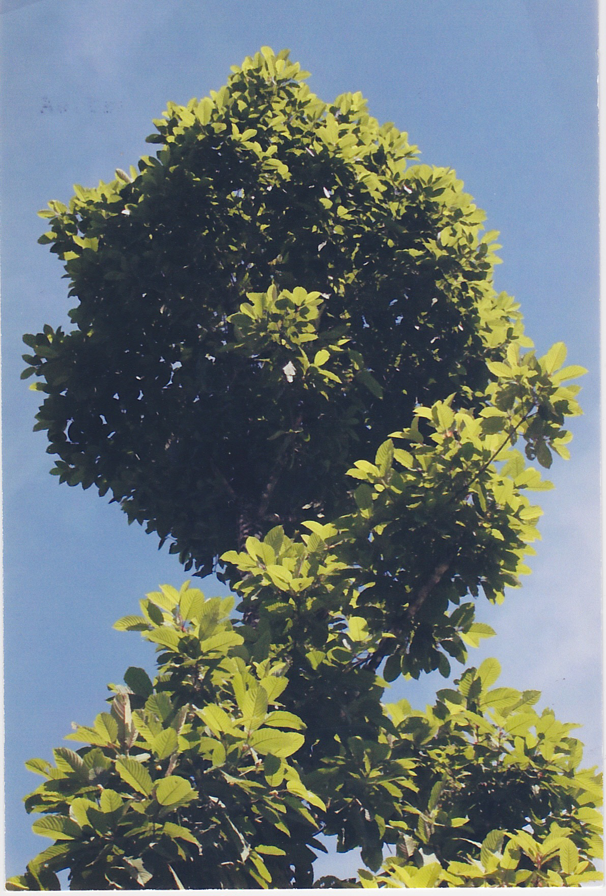 Ein Kratom Baum Kratom Baum